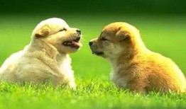 狗子皮肤爆料视频在线观看,独家爆料视频带你一窥究竟